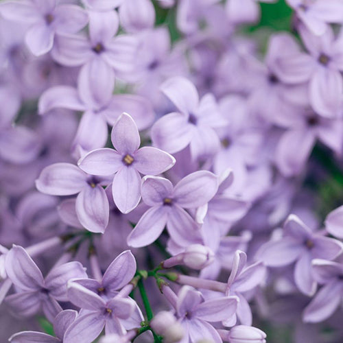 Spring Roll-On Scents