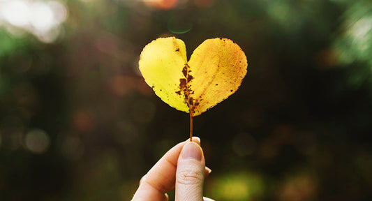 golden yellow leaf heart in ray of sunshine
