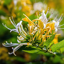 Summer Roll-On Scents
